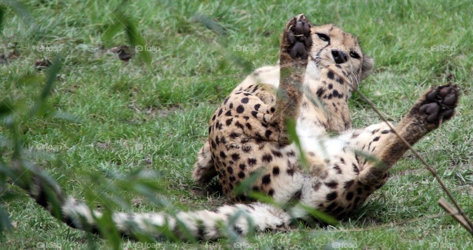 Cheetah rolling on its back