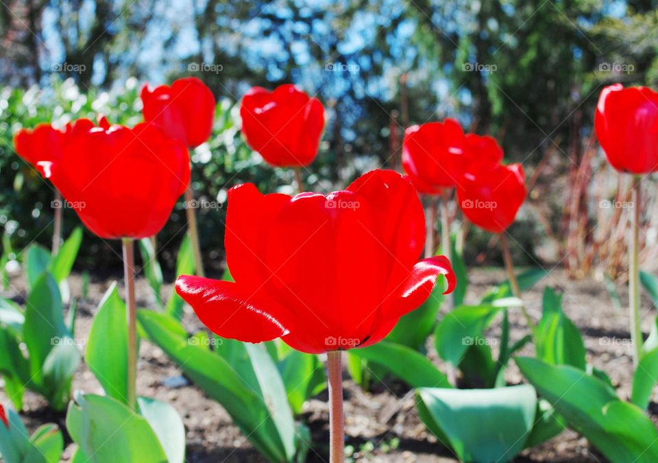 Red tulips