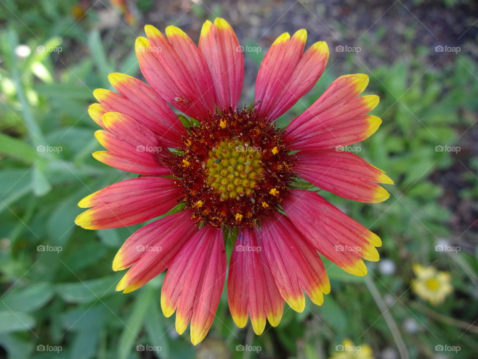 red sunflower