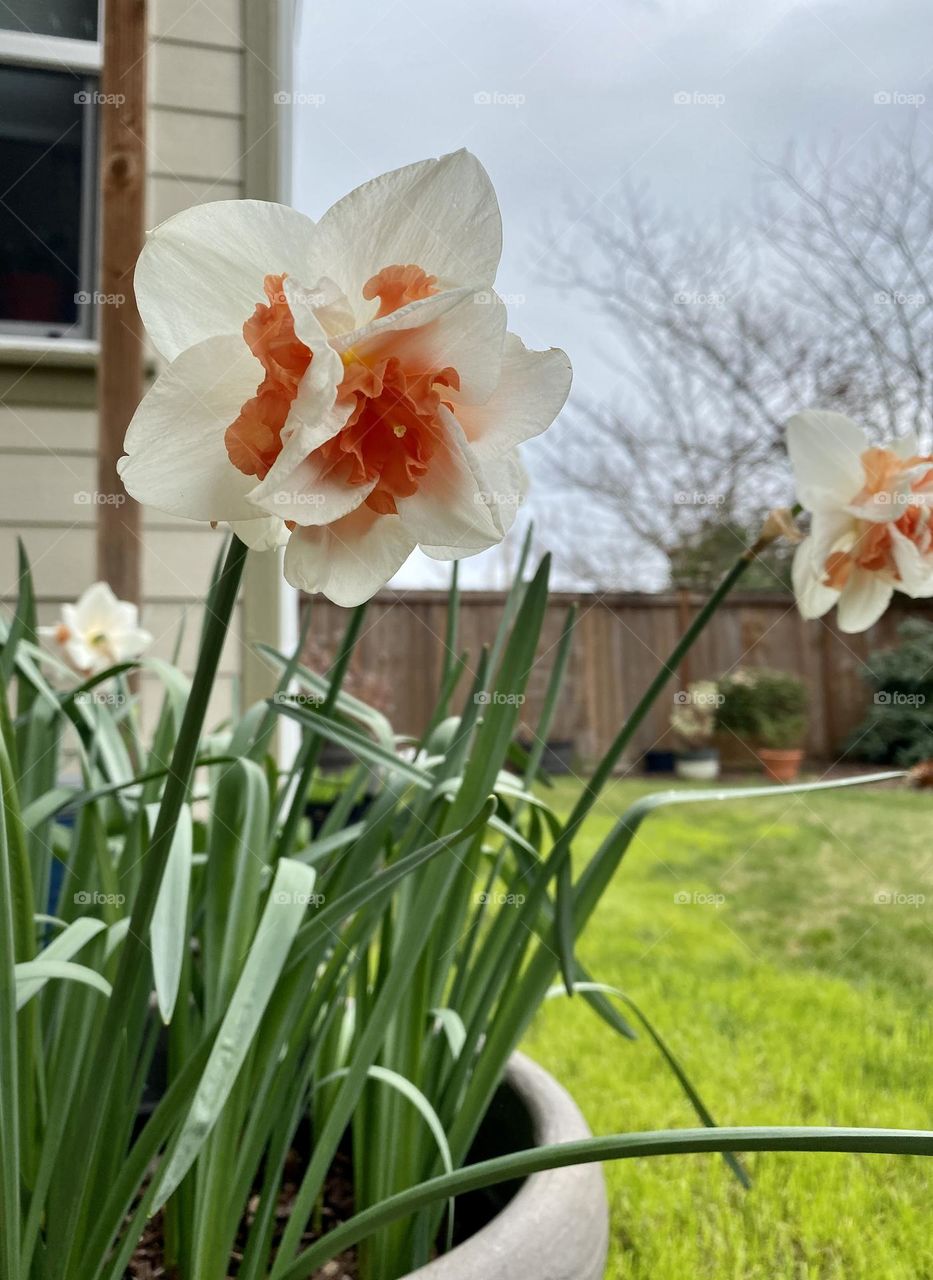 First sign of spring in the backyard.