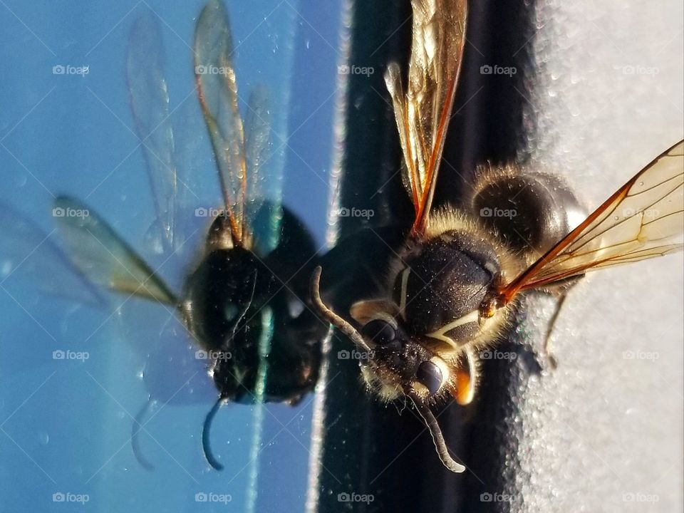 Wasp looking at it's reflection