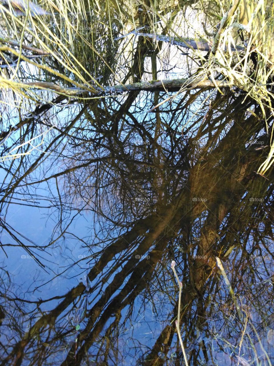 Tree in the Water