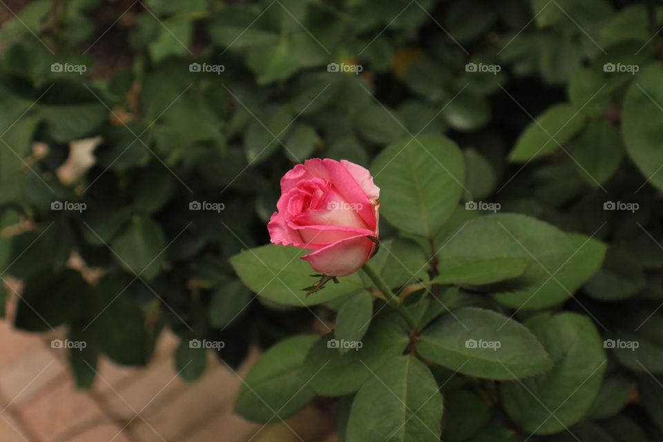 Hybrid Rose closeup