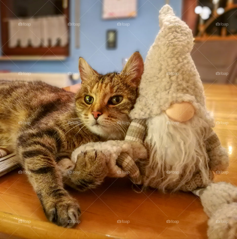 cat and gnome