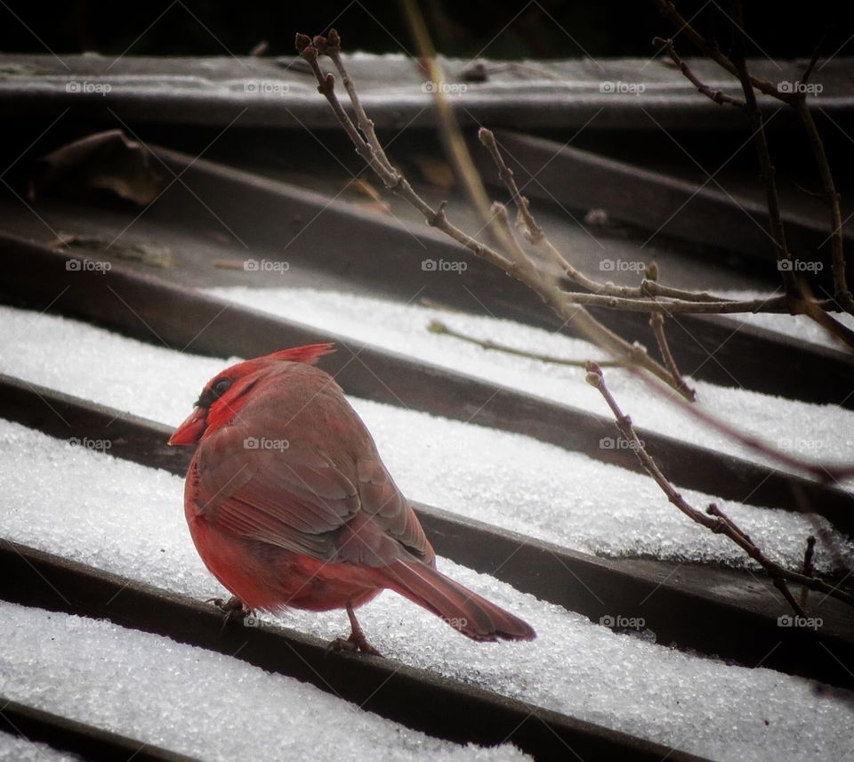 Cardinal