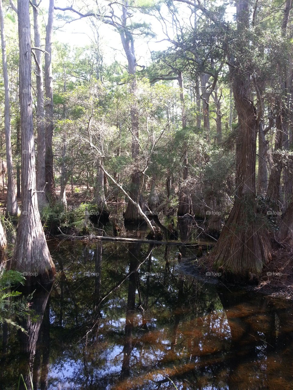 Cassine Gardens Swamp 