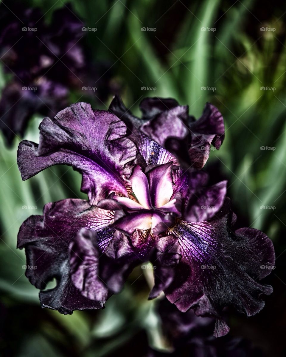 Black iris