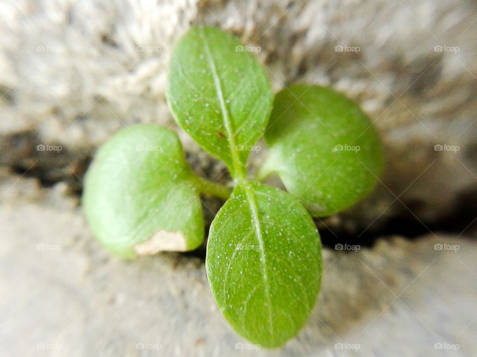 green sprout. macro