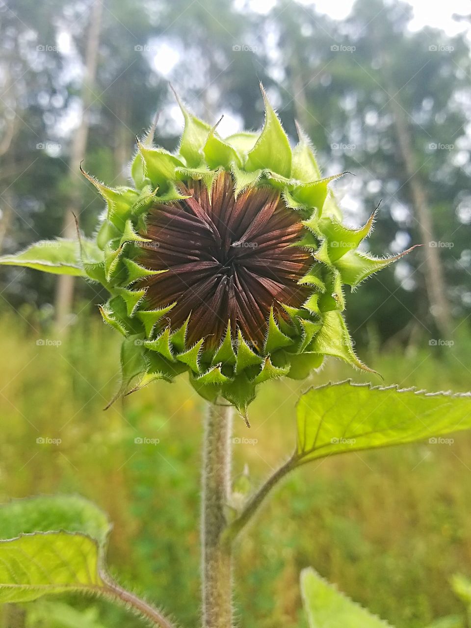 sunflower ready to bloom