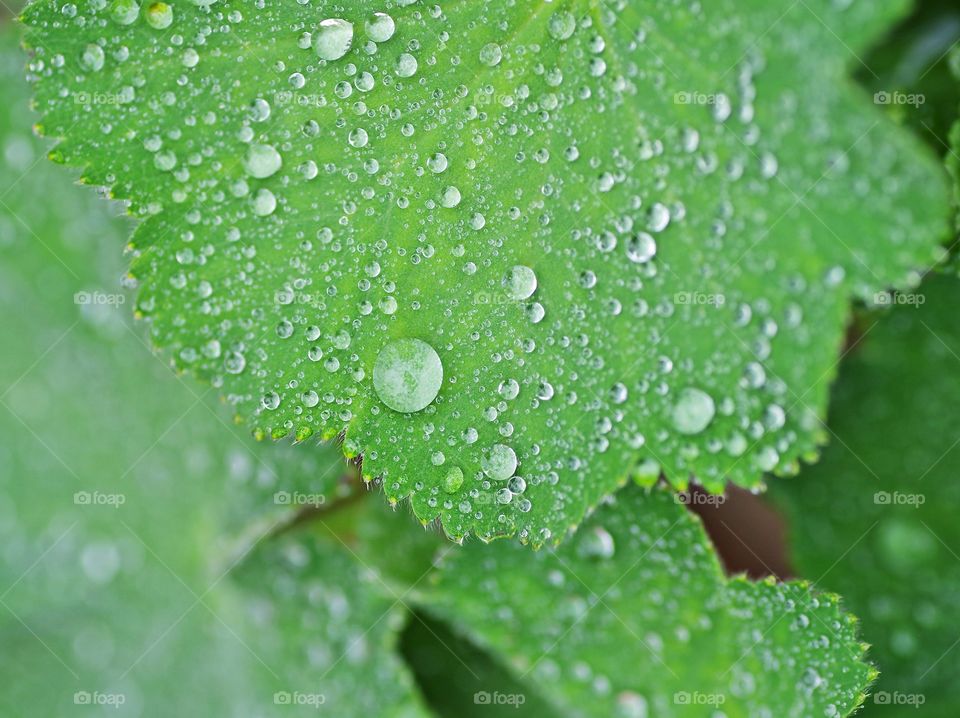 water drop