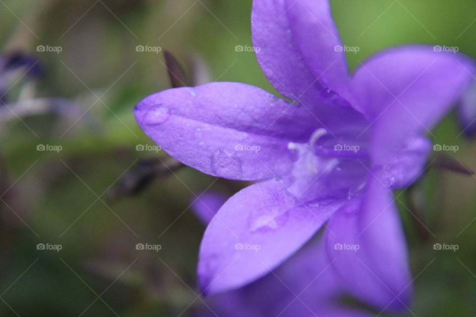 Rainy days in garden