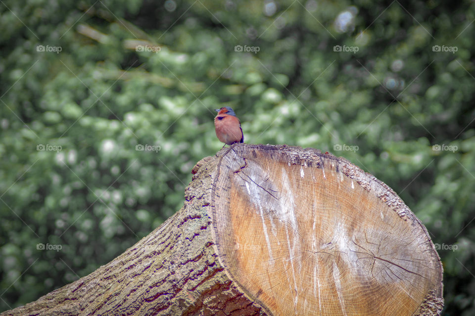 A bird sitting on a tree in Dyrehaven, Denmark 