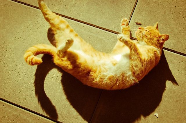 sun cat cute garfield by mmonteiro
