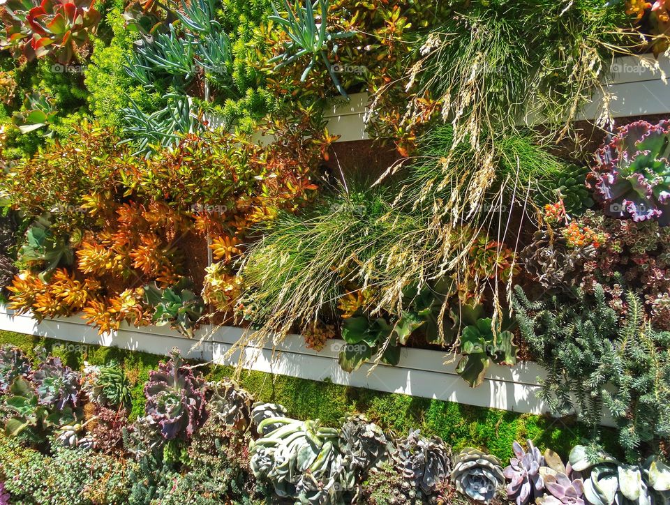 Urban Living Wall