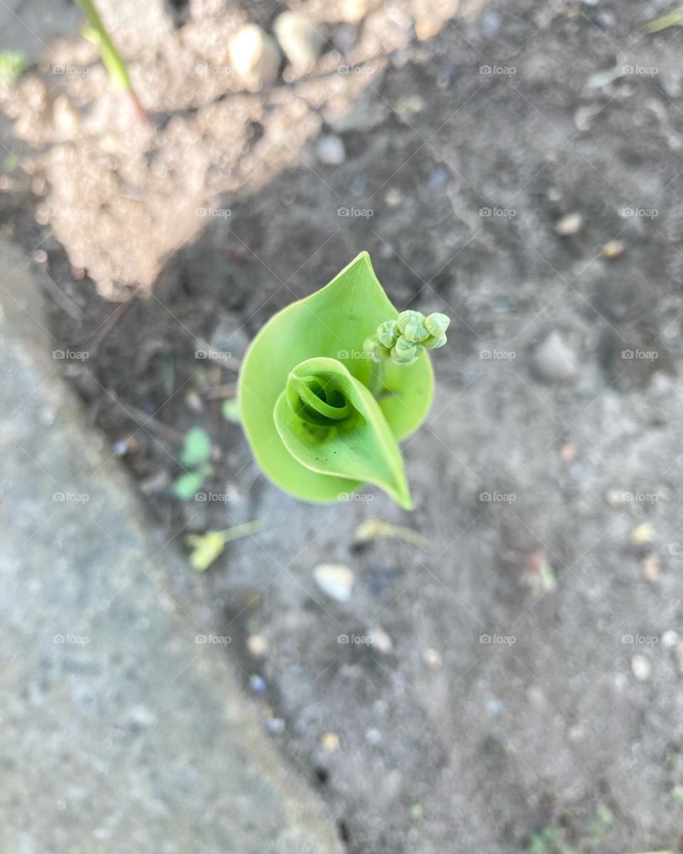 Lily-of-the-valley opening up top view