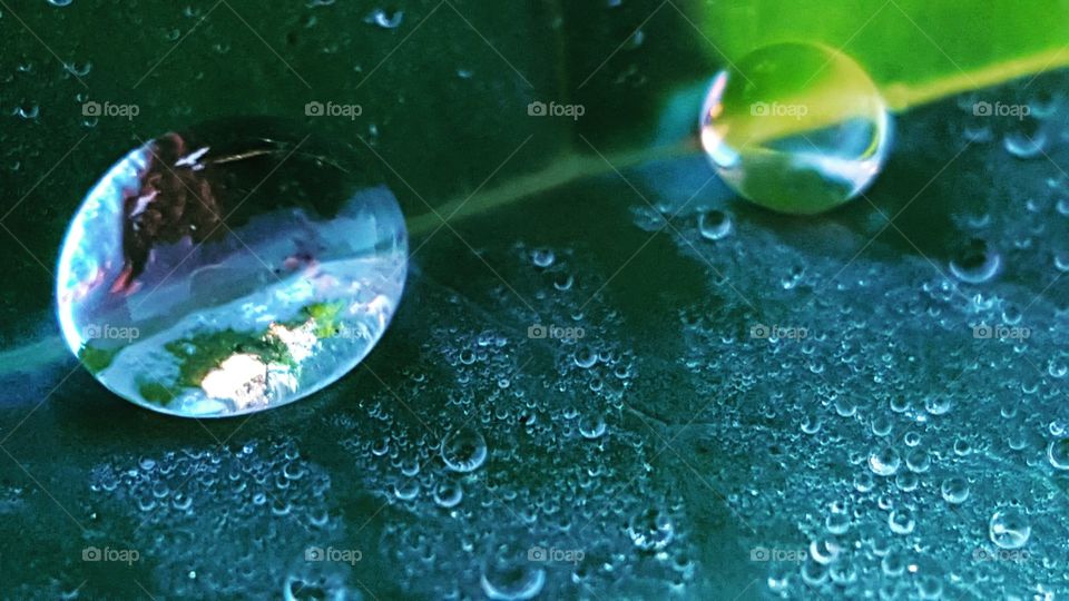 Drops of dew on a leaf early morning.