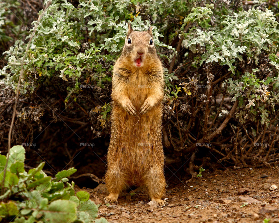 close squirrel mammals funny by hollyau92