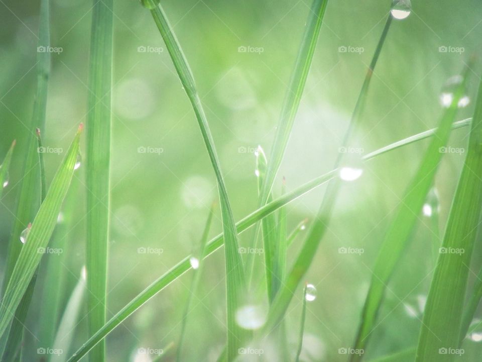 Blades of grass - Closeup or Macro Mission