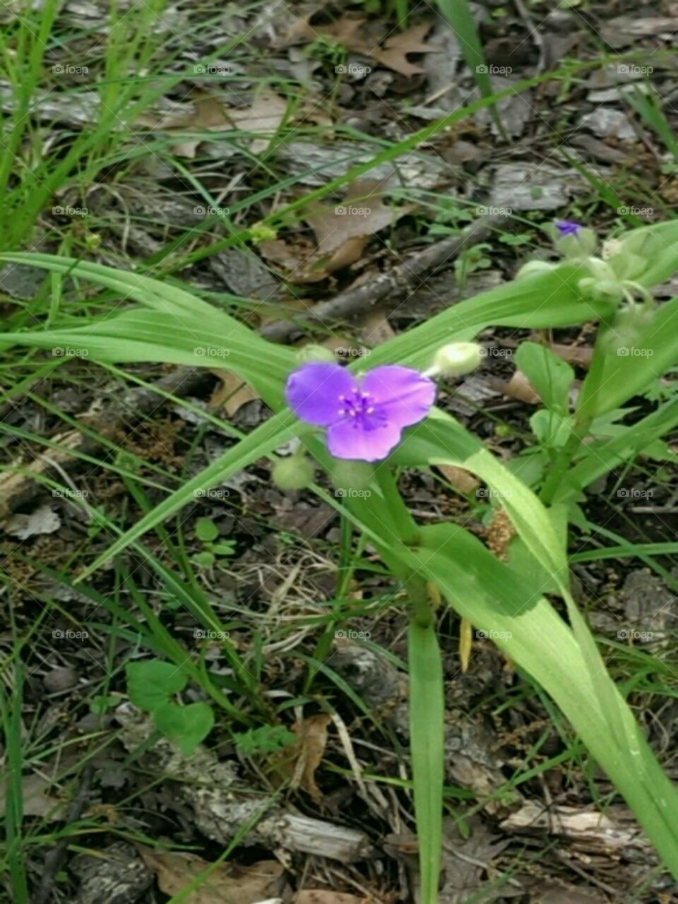 Wild flower. taken while on a walk