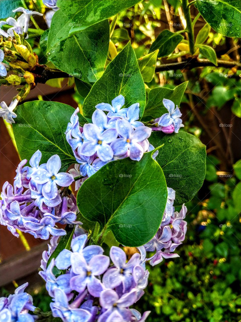 lilacs after the rain