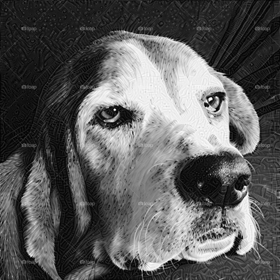 A black and white basset hound portrait