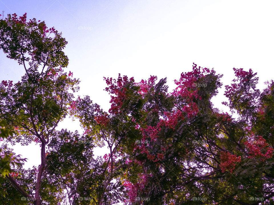 Flowers on the trees