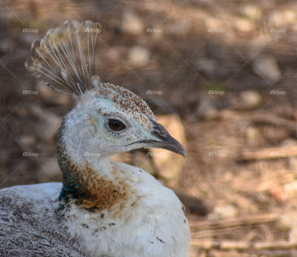 peahen