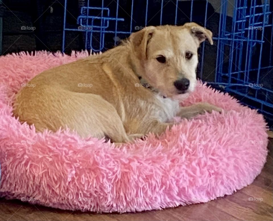 Pink dog bed