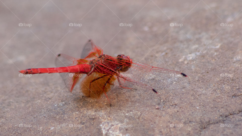 red dragonfly