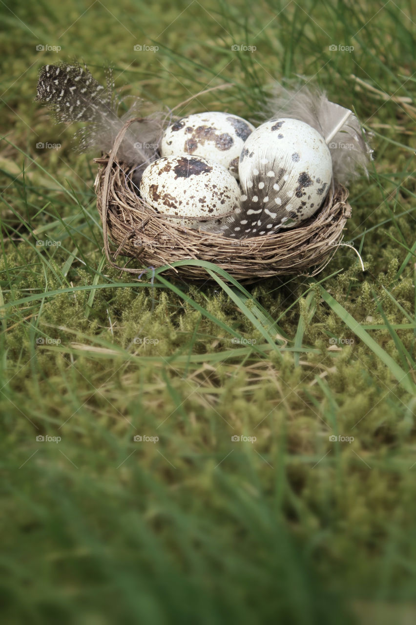 Nest with Eggs on Grass