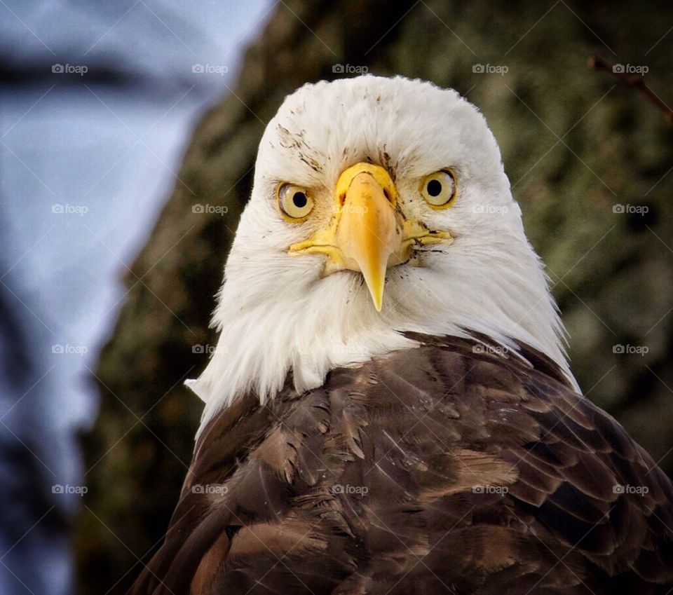 Staring eagle