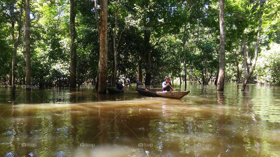 a floresta tropical inundada