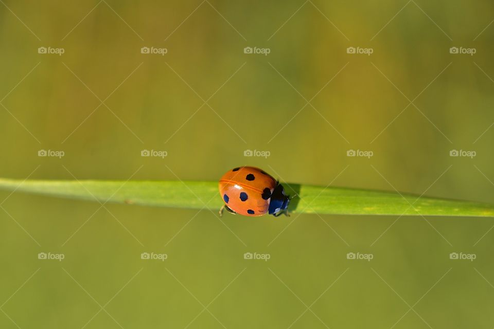 Close-up of the Ladybug