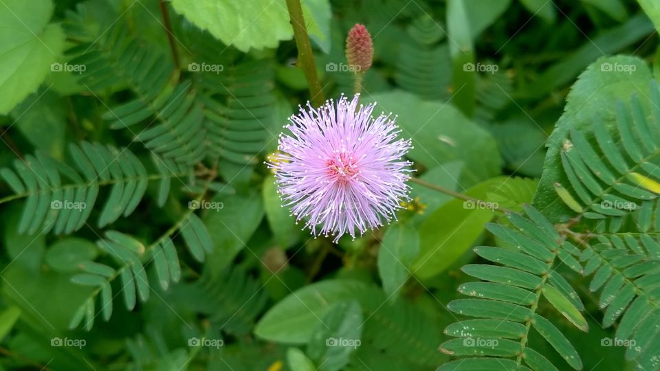 soft and brighten cute wild flower. it fills freshness in our life
