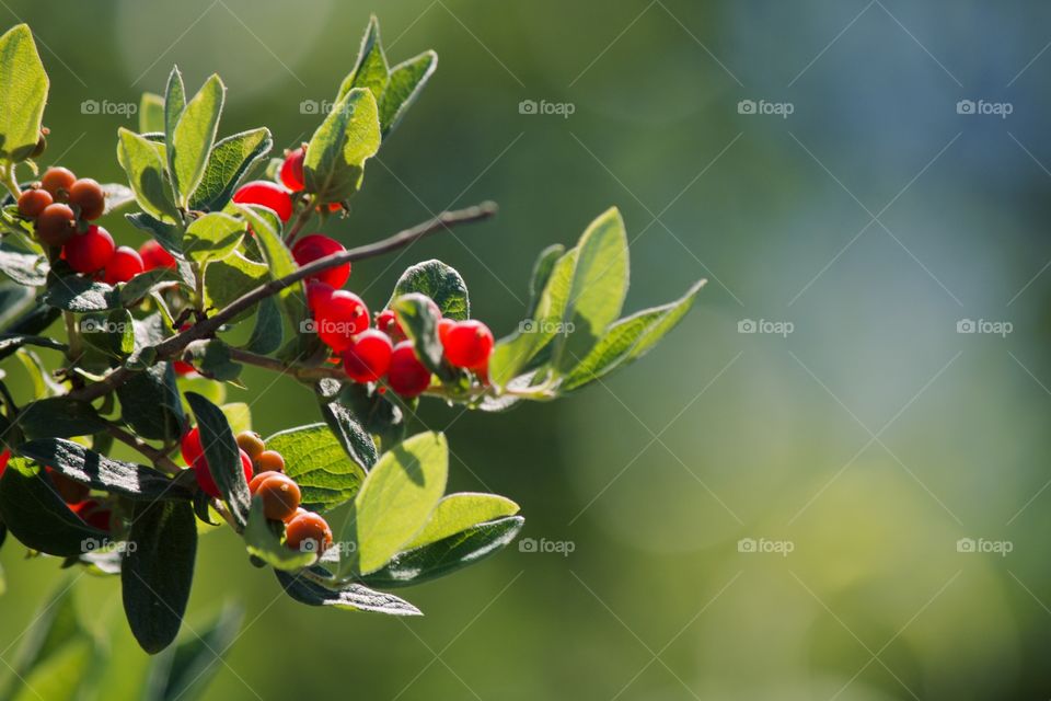 Wild berries by the beach