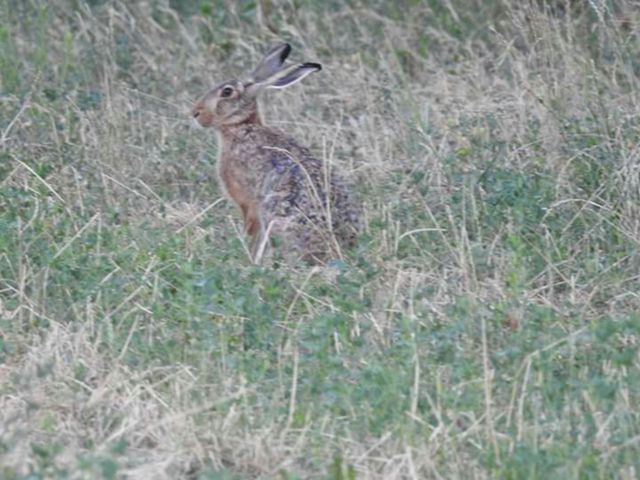 animal rabbit