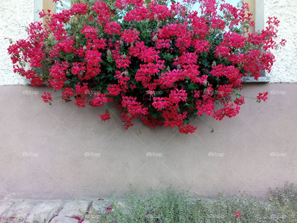 red flowers