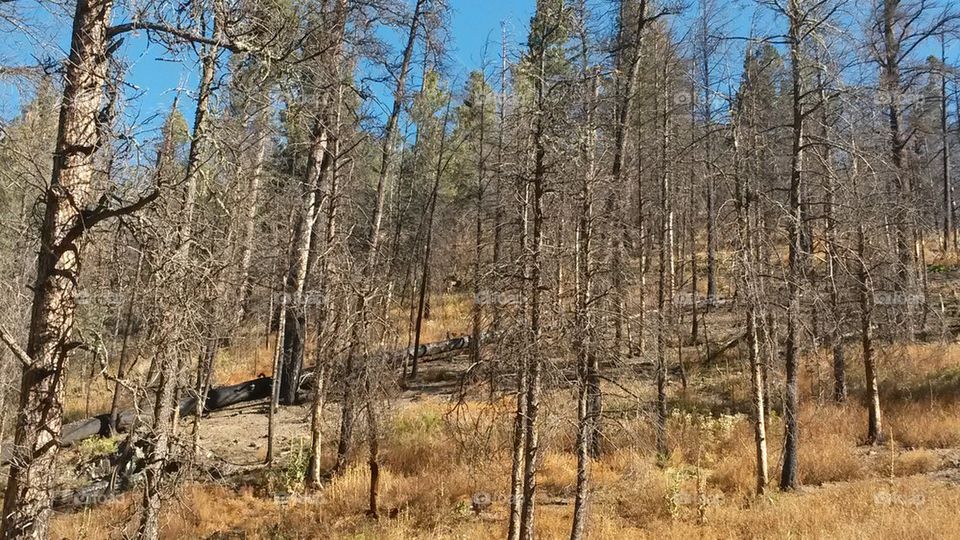 Ruidoso trees