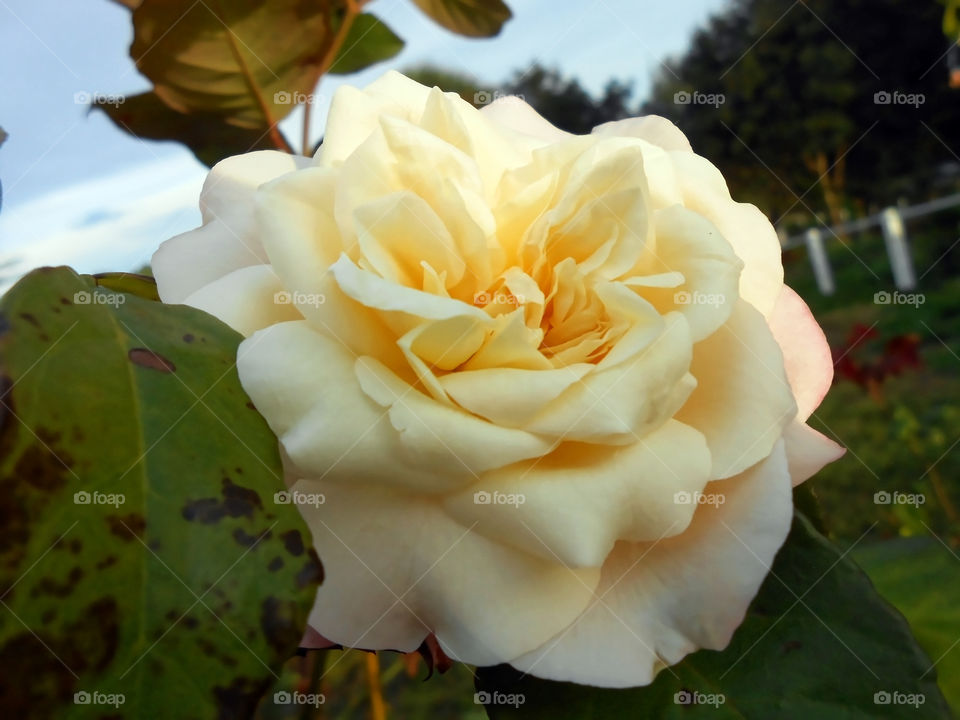 Cream Rose