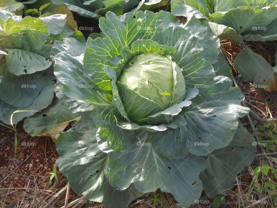 Garden Cabbage Close-up