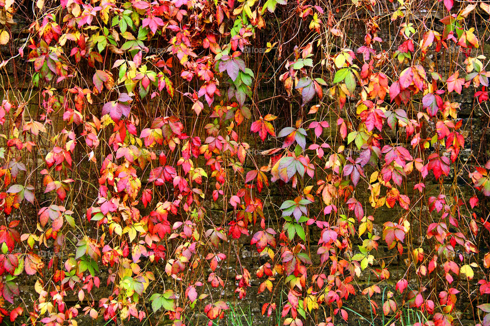 Autumn Leaves