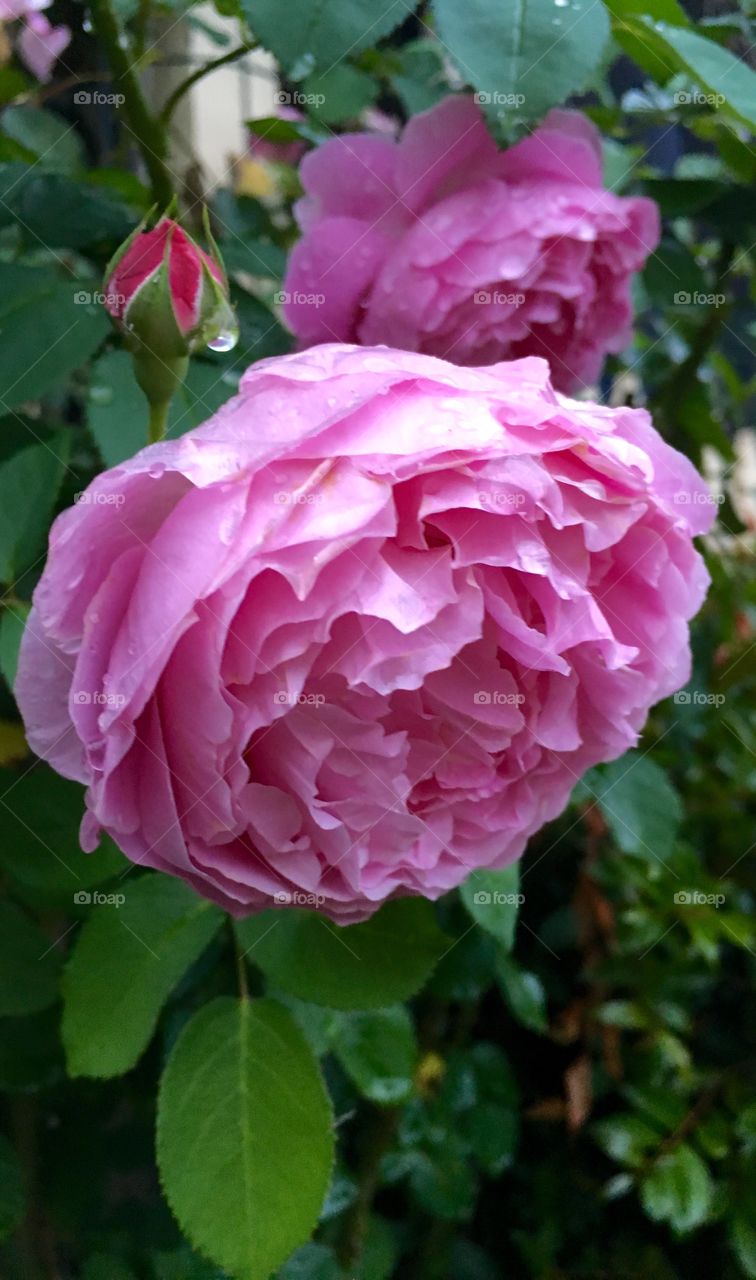 Flowers always face the light, the droop as the light fades. A message we could read into. We will bloom so long as we walk in to light, never doubt yourself with that comes darkness