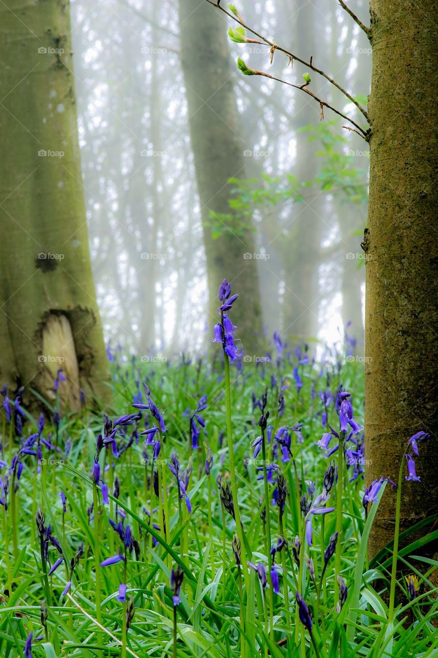 Bluebells in the mist