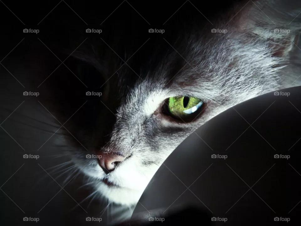 Cat, ready, to strike 