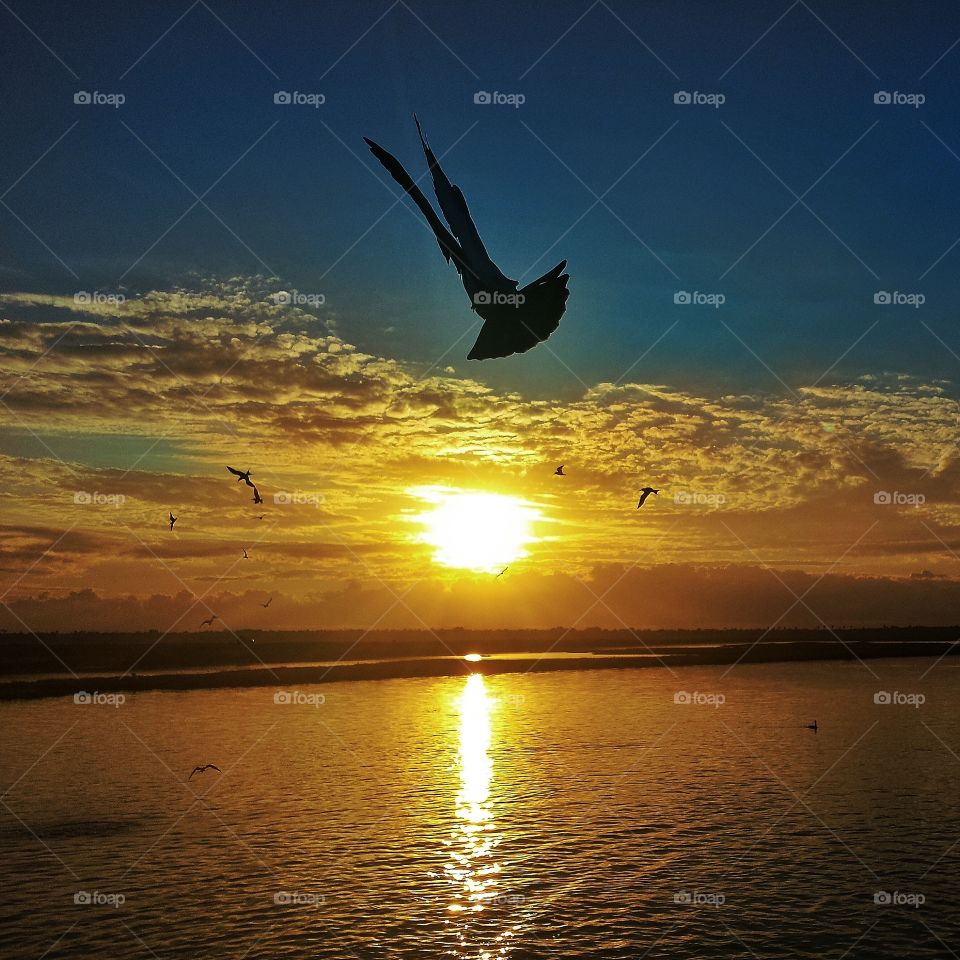 Silhouette of bird flying over the sea during sunset
