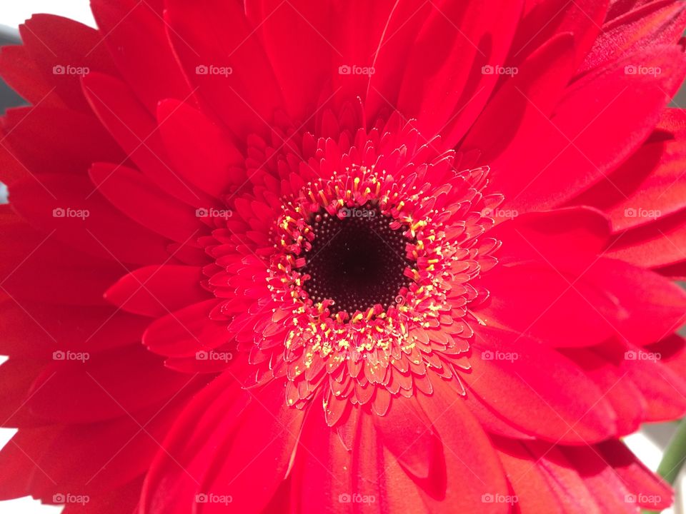 Red color story. Gerbera