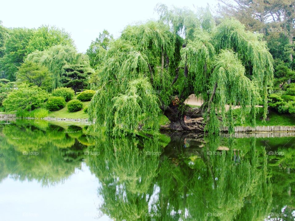 Weeping willow over water