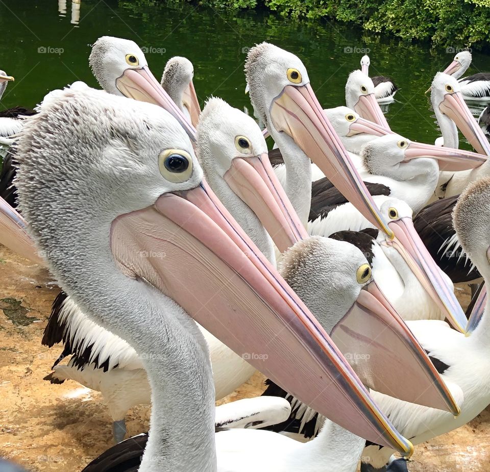 Pelicans