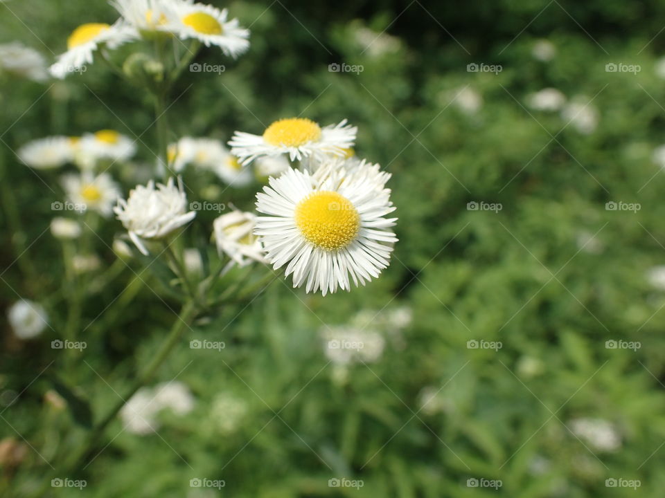 Camomile in the meadow