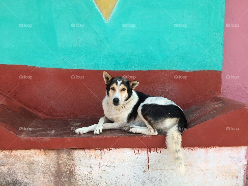 A local and beautiful dog lyes on the floor in village street in Karnataka india. 